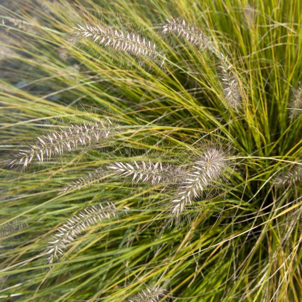 Pennisetum alopecuroides 'Little Bunny' - Graminée Herbe aux écouvillons - Image 9