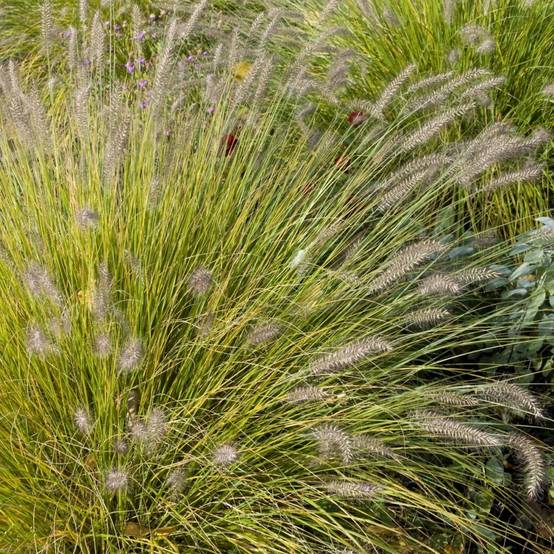 Pennisetum alopecuroides 'Little Bunny' - Graminée Herbe aux écouvillons - Image 8
