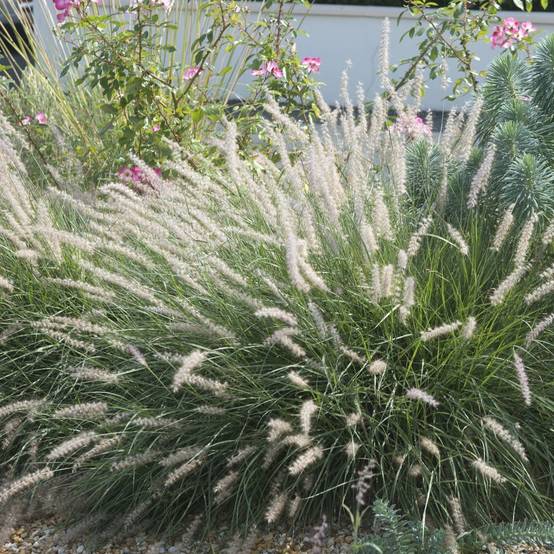 Pennisetum alopecuroides 'Little Bunny' - Graminée Herbe aux écouvillons - Image 7