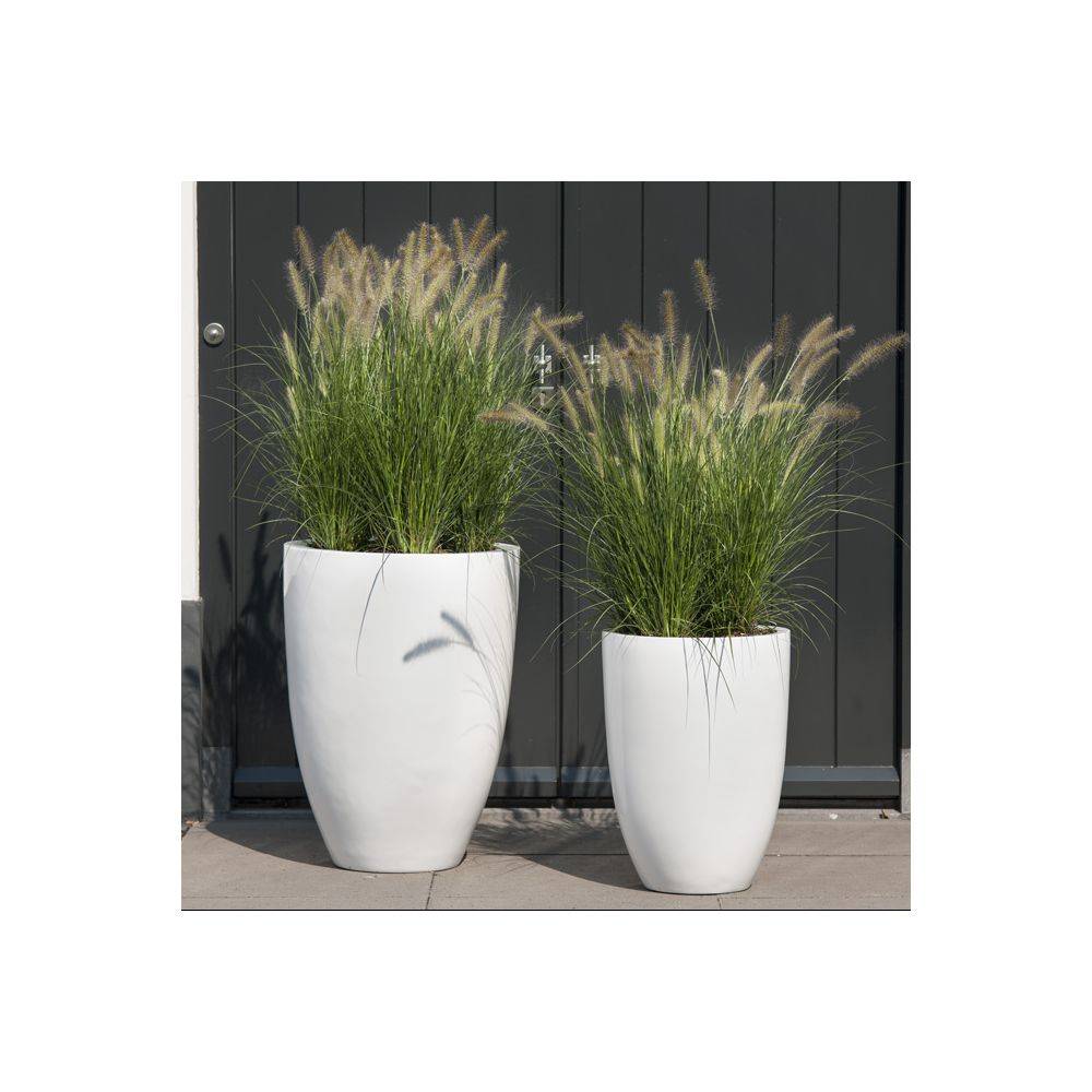 Pennisetum alopecuroides 'Little Bunny' - Graminée Herbe aux écouvillons - Image 1