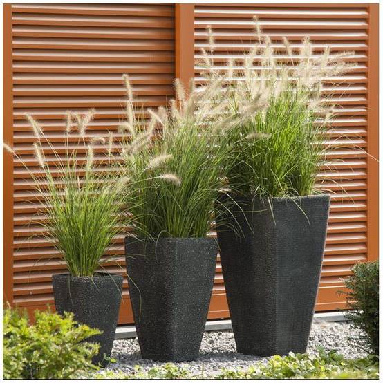 Pennisetum alopecuroides 'Little Bunny' - Graminée Herbe aux écouvillons - Image 22