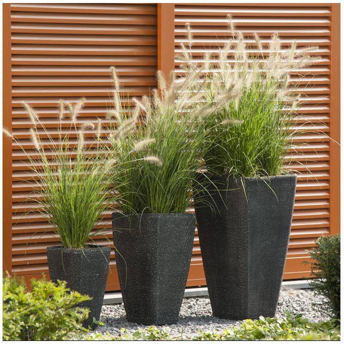 Pennisetum alopecuroides 'Little Bunny' - Graminée Herbe aux écouvillons - Image 22