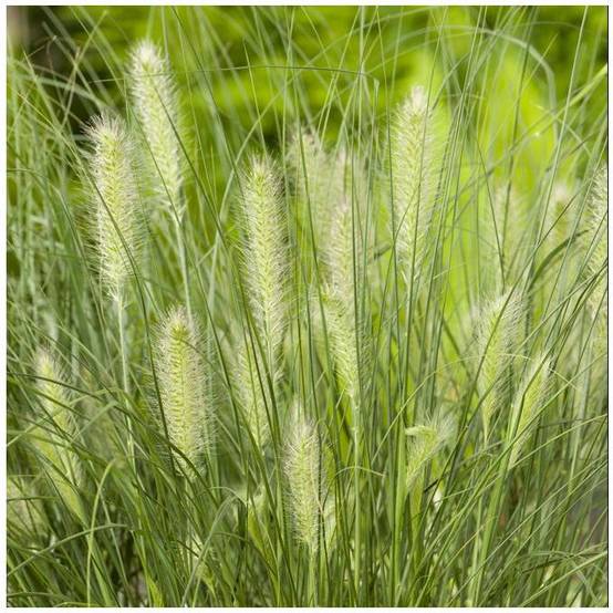 Pennisetum alopecuroides 'Little Bunny' - Graminée Herbe aux écouvillons - Image 19