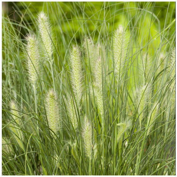 Pennisetum alopecuroides 'Little Bunny' - Graminée Herbe aux écouvillons - Image 19