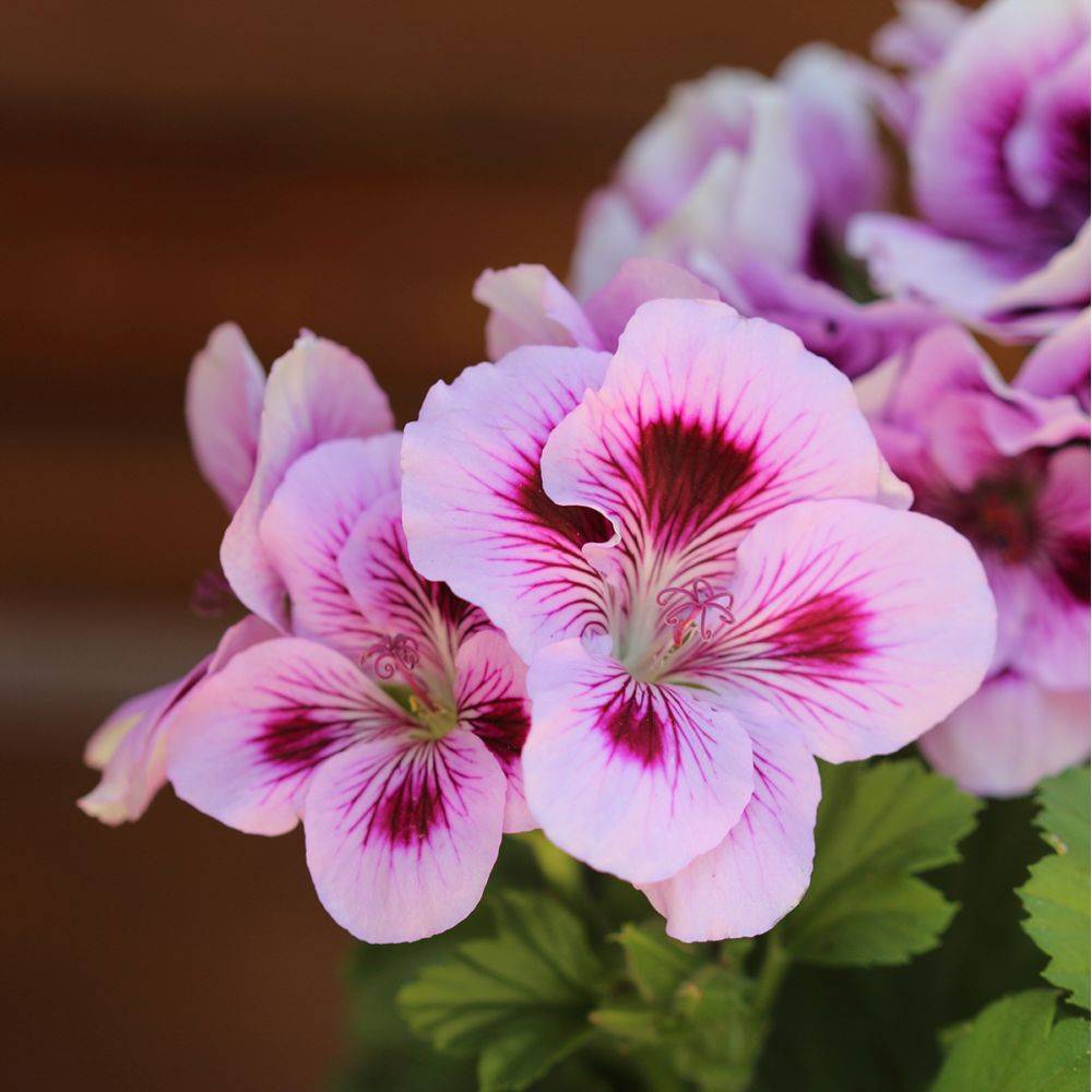 Pelargonium grandiflorum assorti - Géranium des fleuristes - Image 3