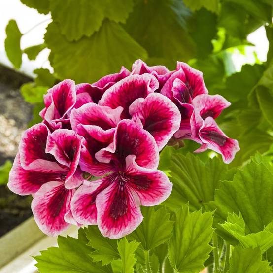 Pelargonium grandiflorum assorti - Géranium des fleuristes - Image 1