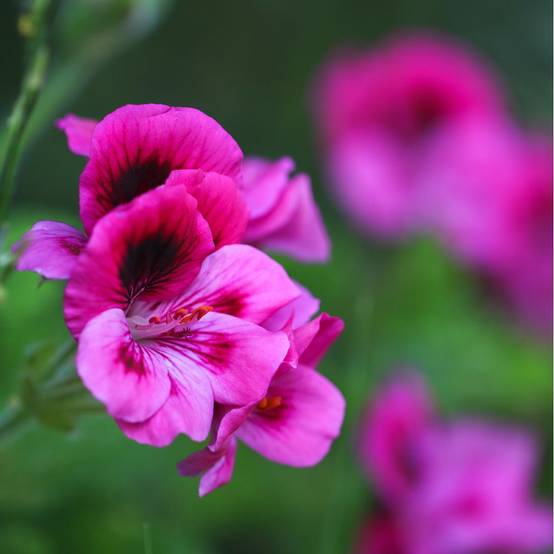 Pelargonium grandiflorum assorti - Géranium des fleuristes - Image 4