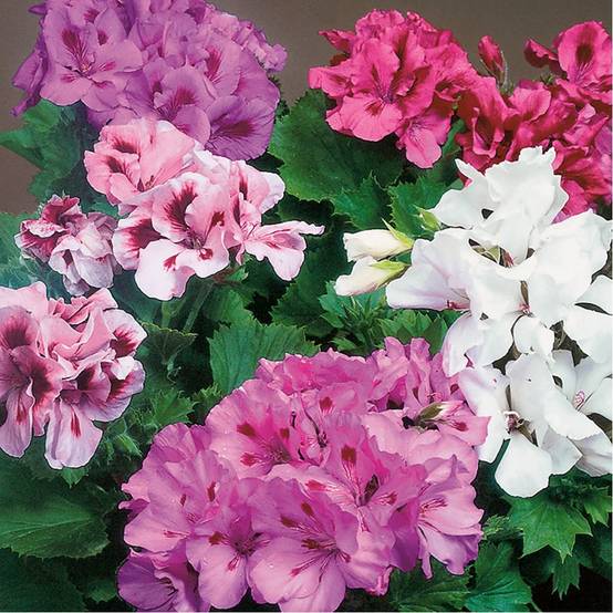 Pelargonium grandiflorum assorti - Géranium des fleuristes - Image 2