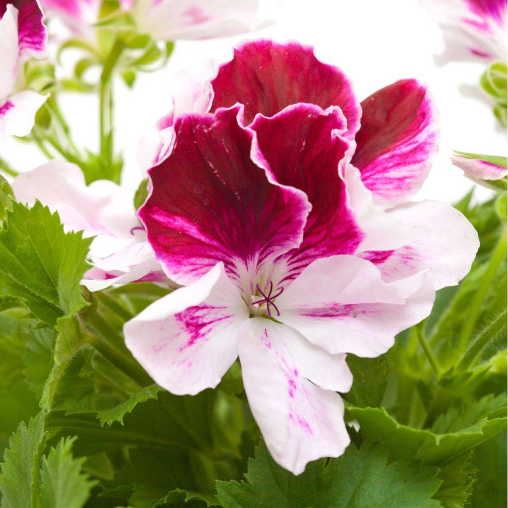 Pelargonium grandiflorum assorti - Géranium des fleuristes - Image 8