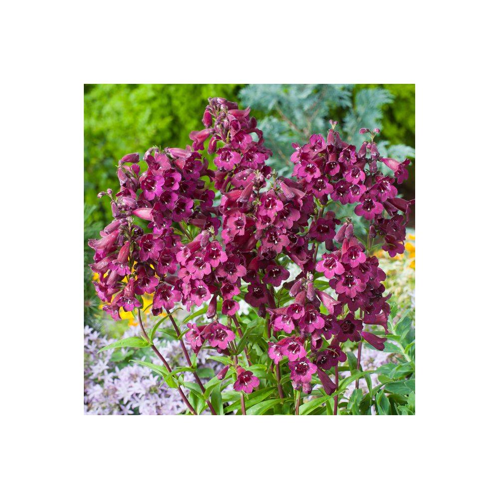 Penstemon 'Black Bird' - Galane fausse-digitale - Image 2