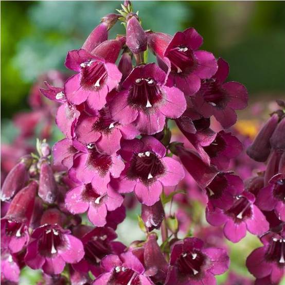 Penstemon 'Black Bird' - Galane fausse-digitale - Image 5