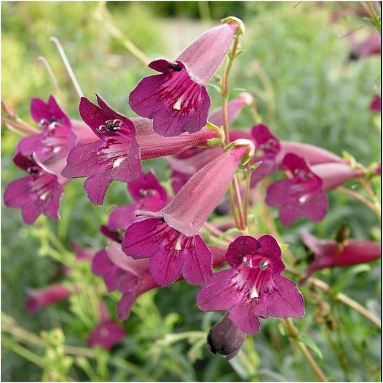 Penstemon 'Black Bird' - Galane fausse-digitale - Image 7