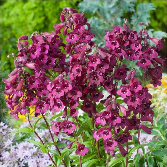 Penstemon 'Black Bird' - Galane fausse-digitale - Image 4