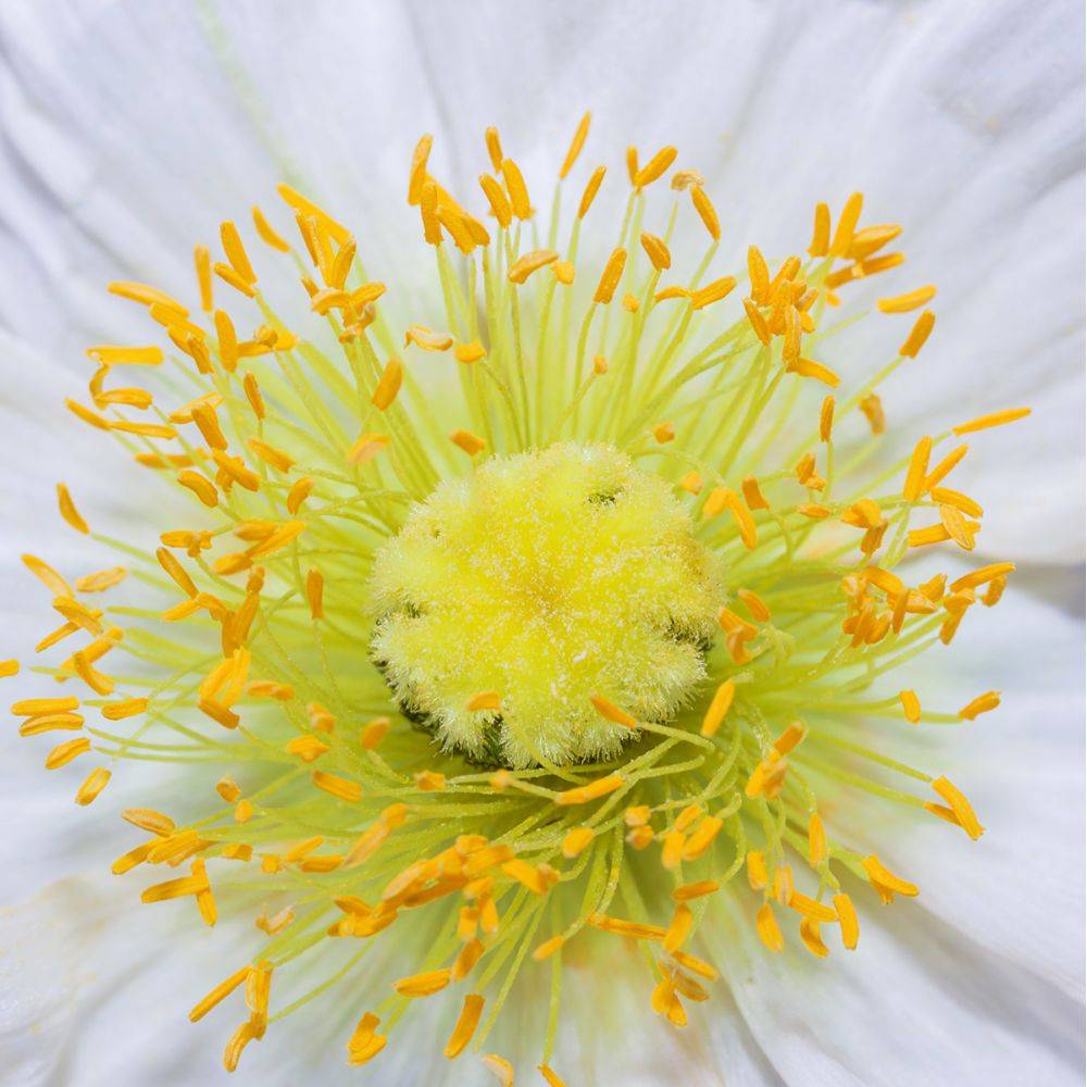 Papaver nudicaule - Pavot d'Islande - Image 6