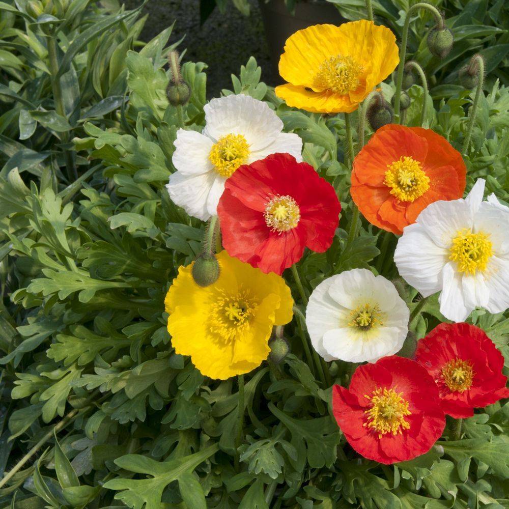 Papaver nudicaule - Pavot d'Islande - Image 3