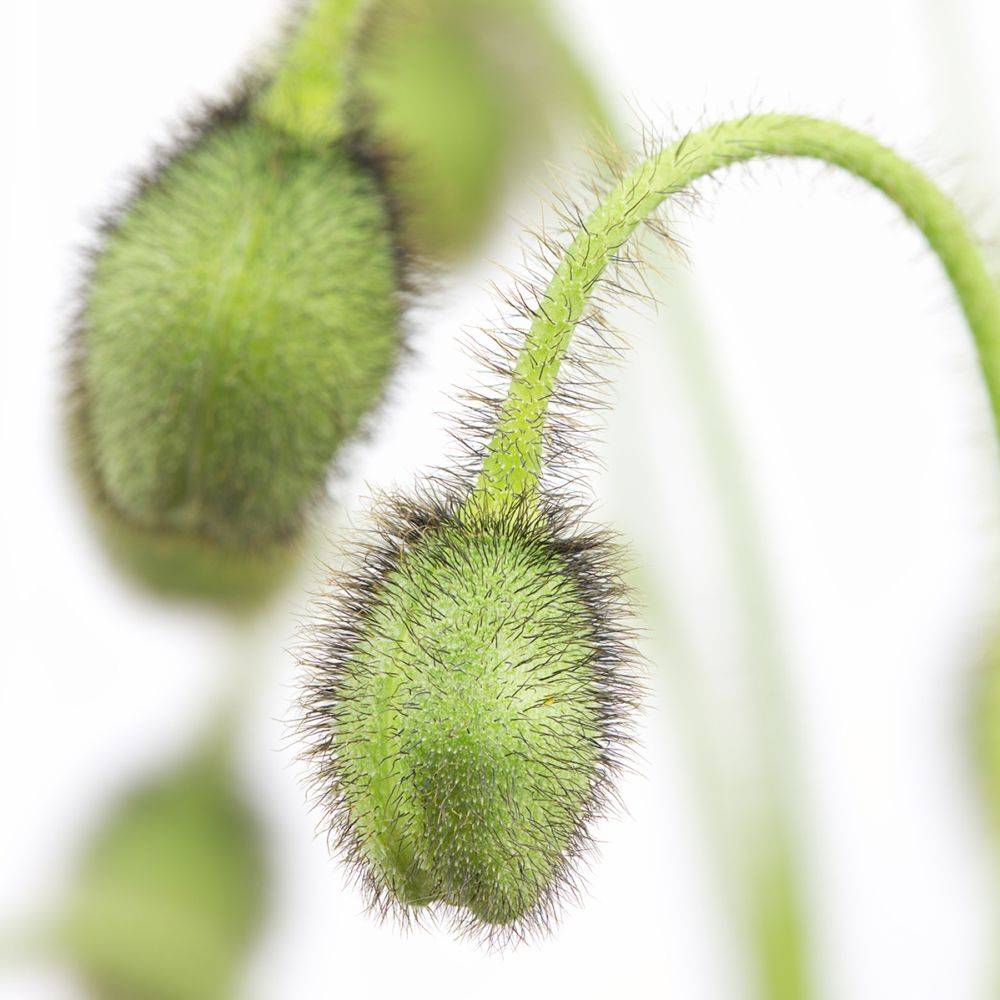 Papaver nudicaule - Pavot d'Islande - Image 4