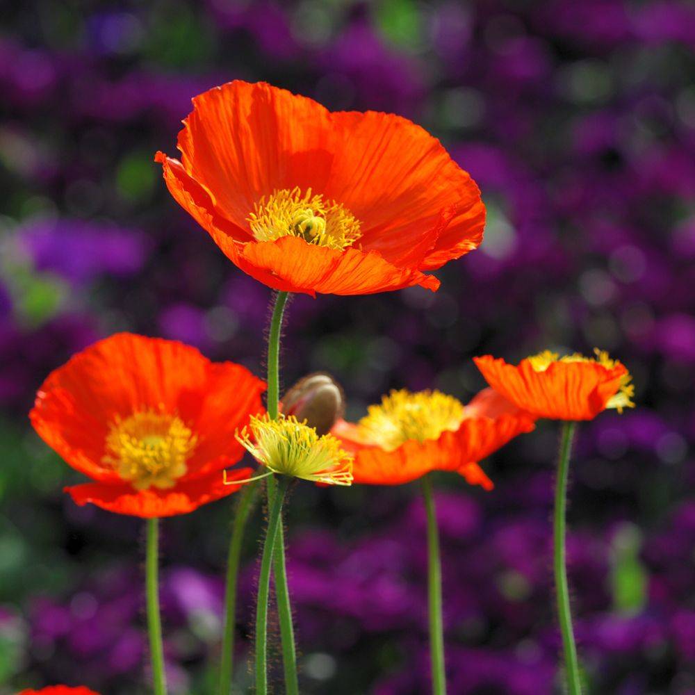 Papaver nudicaule - Pavot d'Islande - Image 12
