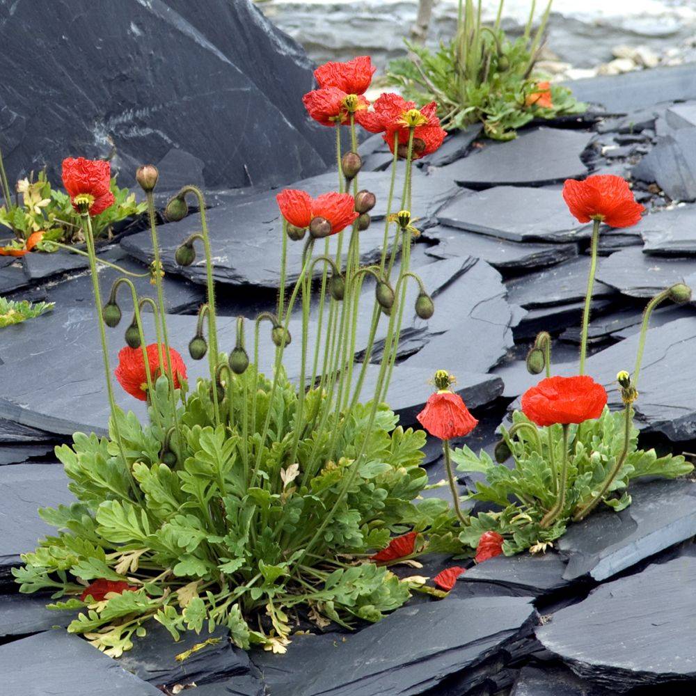 Papaver nudicaule - Pavot d'Islande - Image 13