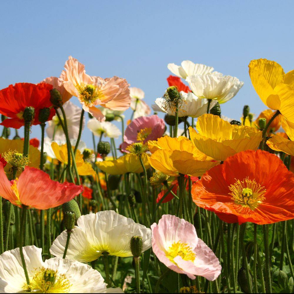 Papaver nudicaule - Pavot d'Islande - Image 9
