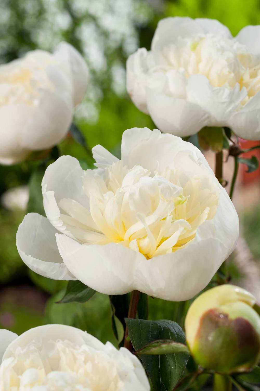Paeonia lactiflora 'Duchesse de Nemours' - Pivoine herbacée