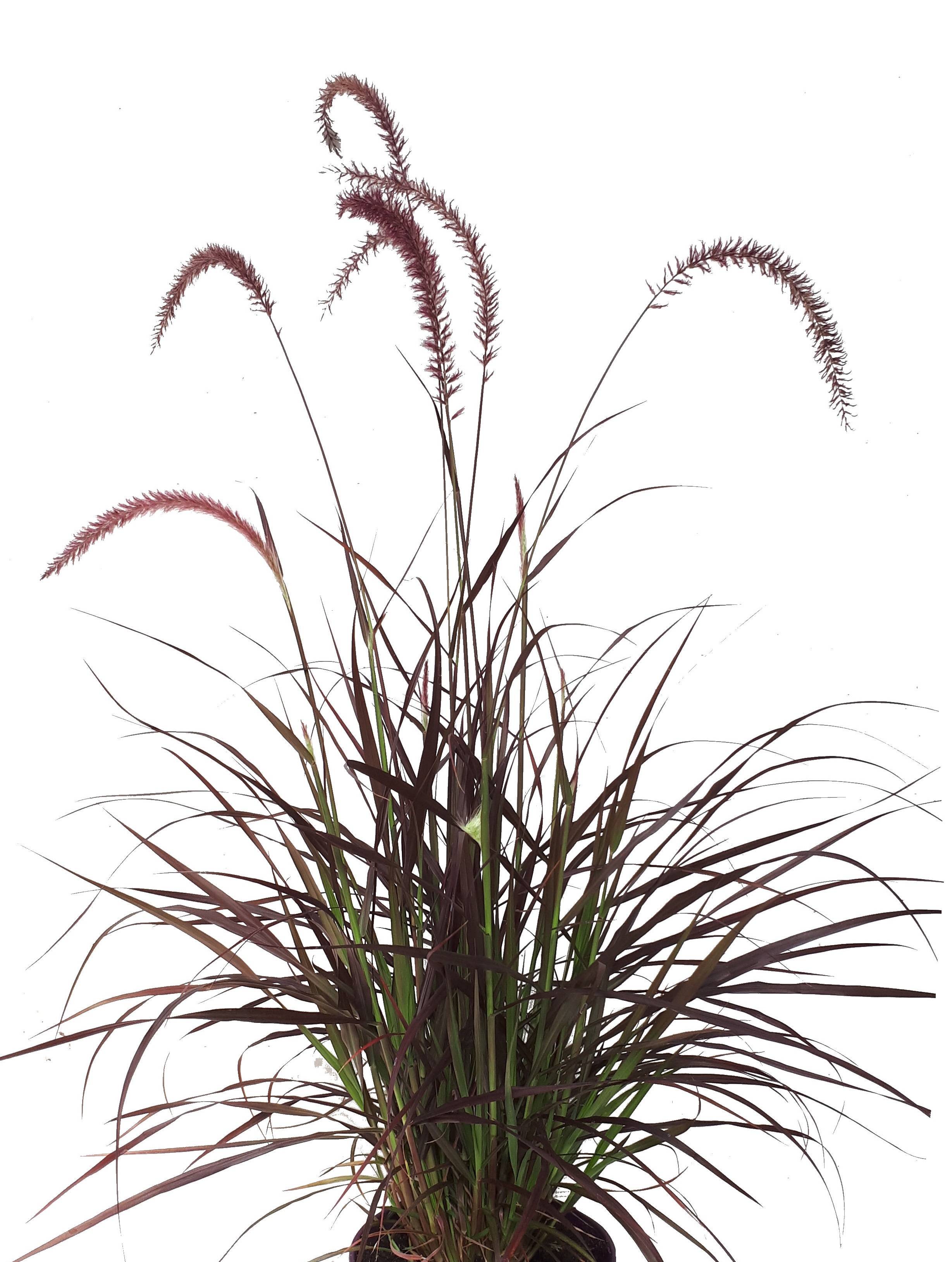 Pennisetum setaceum 'Rubrum' - ECLOZ - Graminée Herbe aux écouvillons pourpre - Image 1