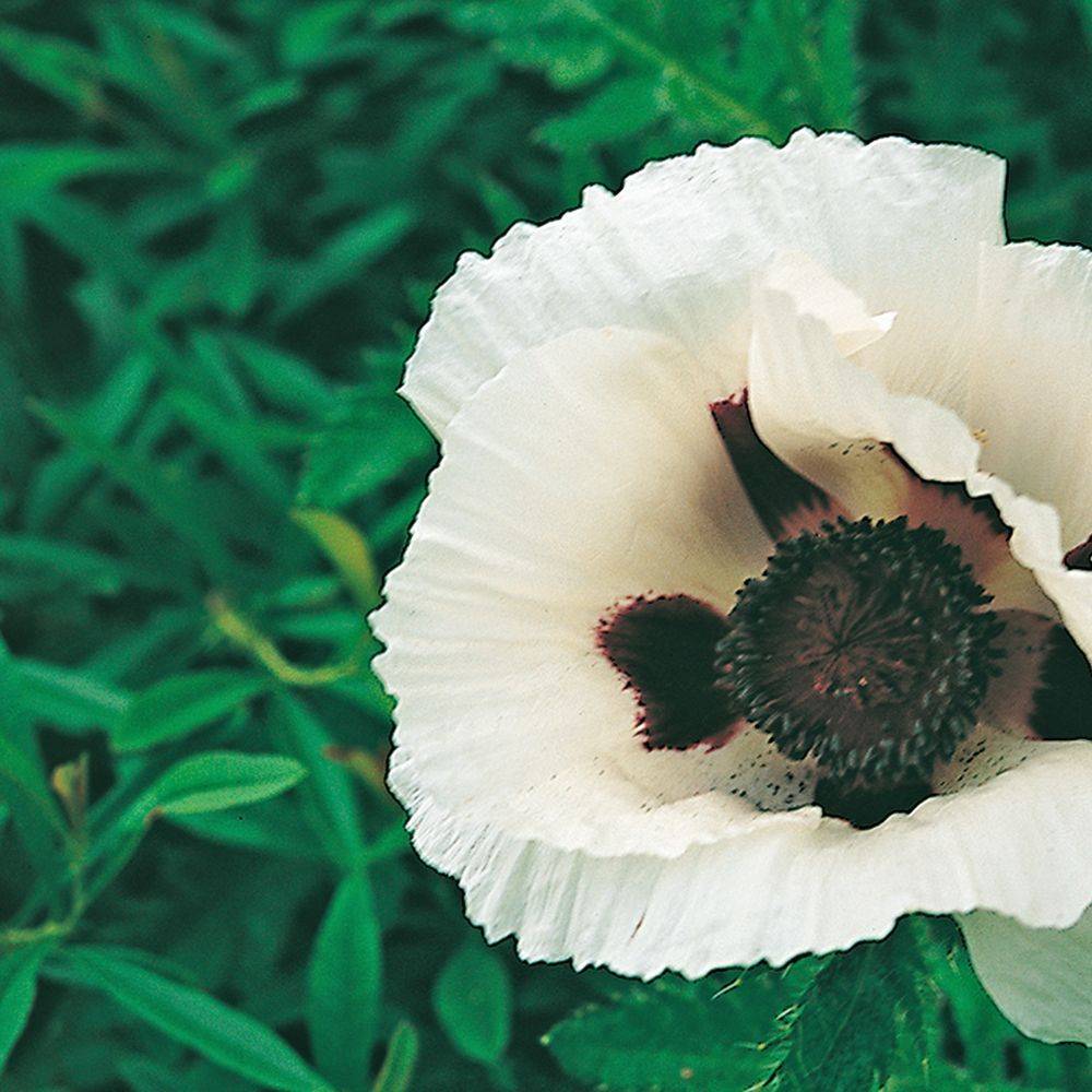Papaver orientale 'Royal Wedding' - Pavot - Image 3