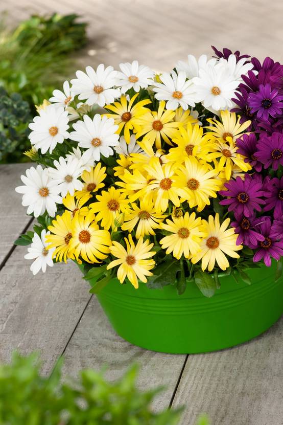 Osteospermum vivace - Marguerite du Cap
