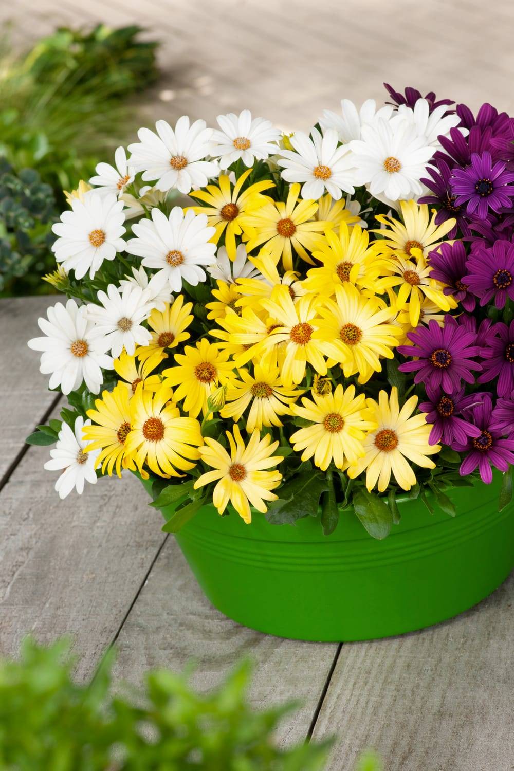 Osteospermum vivace - Marguerite du Cap