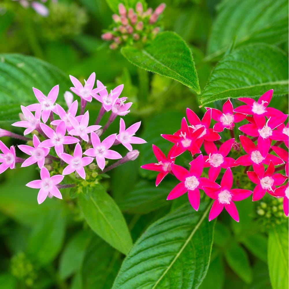 Pentas lanceolata - Etoile égyptienne - Image 3