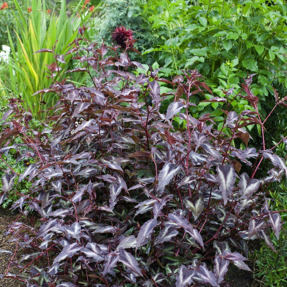 Persicaria microcephala 'Red Dragon' - Persicaire - Image 2