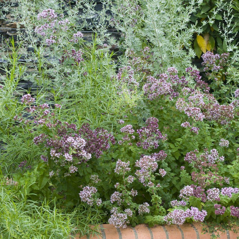 Origan - Prêt à consommer - Image 3
