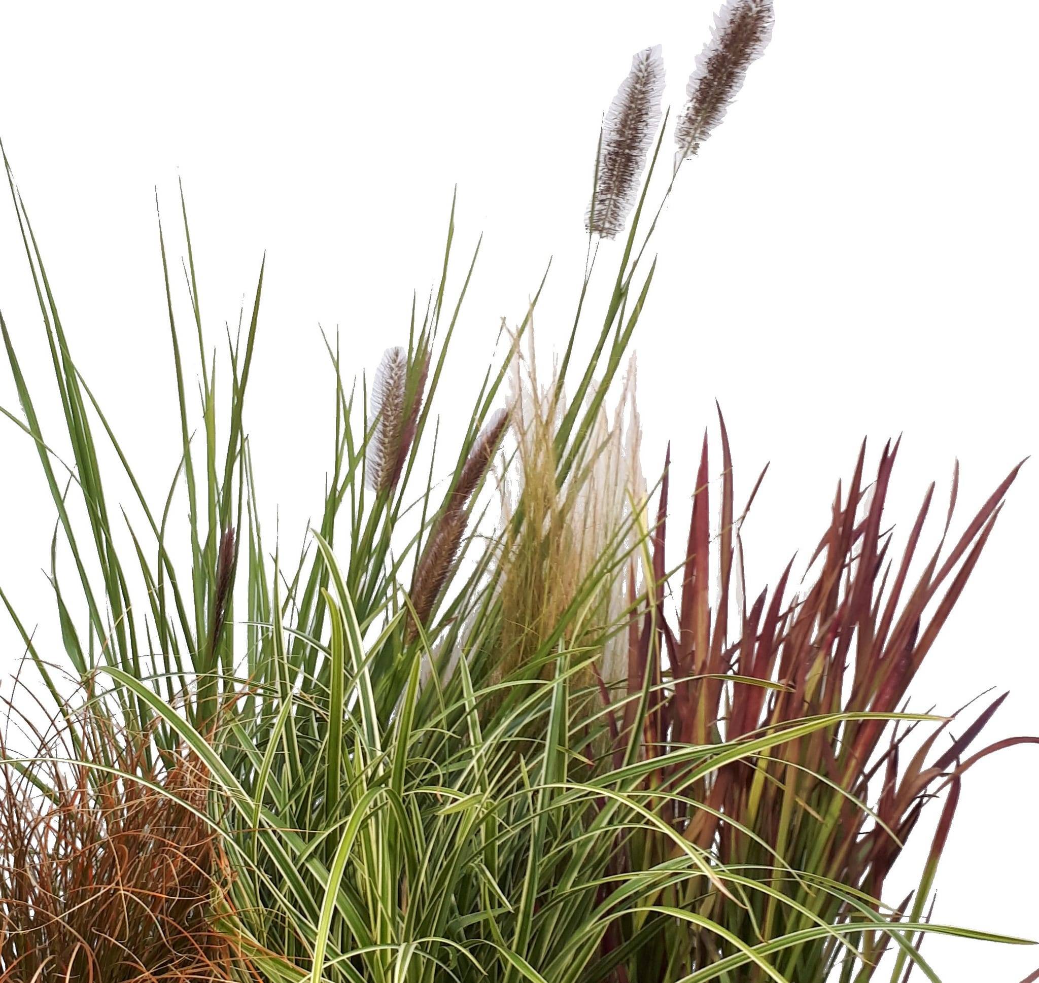 Pennisetum orientale - ECLOZ - Graminée Herbe aux écouvillons - Imagen 1