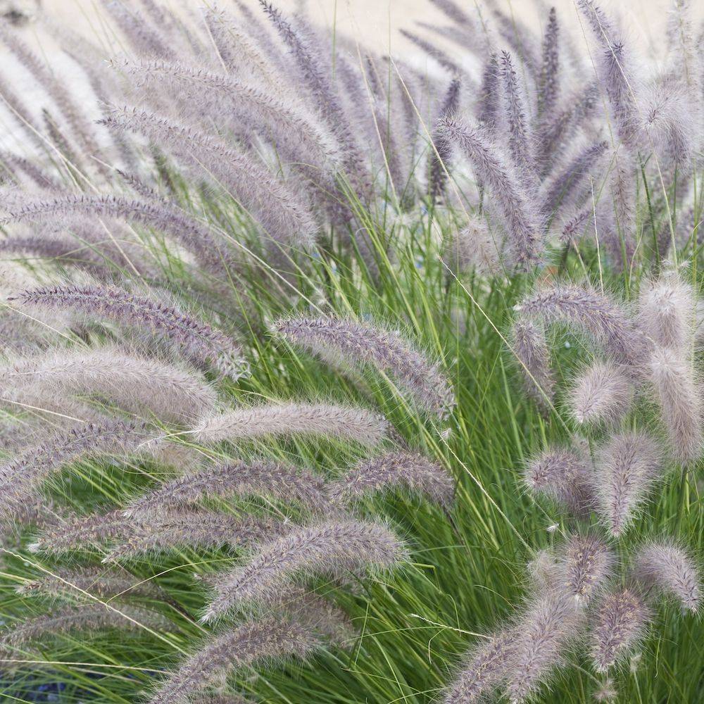Pennisetum orientale - ECLOZ - Graminée Herbe aux écouvillons - Imagen 3