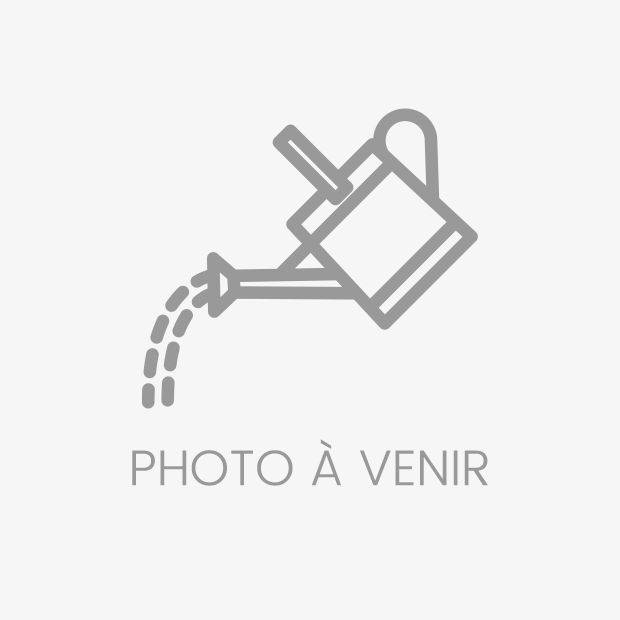 Pennisetum alopecuroides - Graminée Herbe aux écouvillons