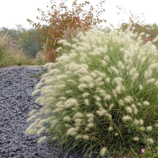 Pennisetum villosum - Graminée Herbe aux écouvillons - Image 3