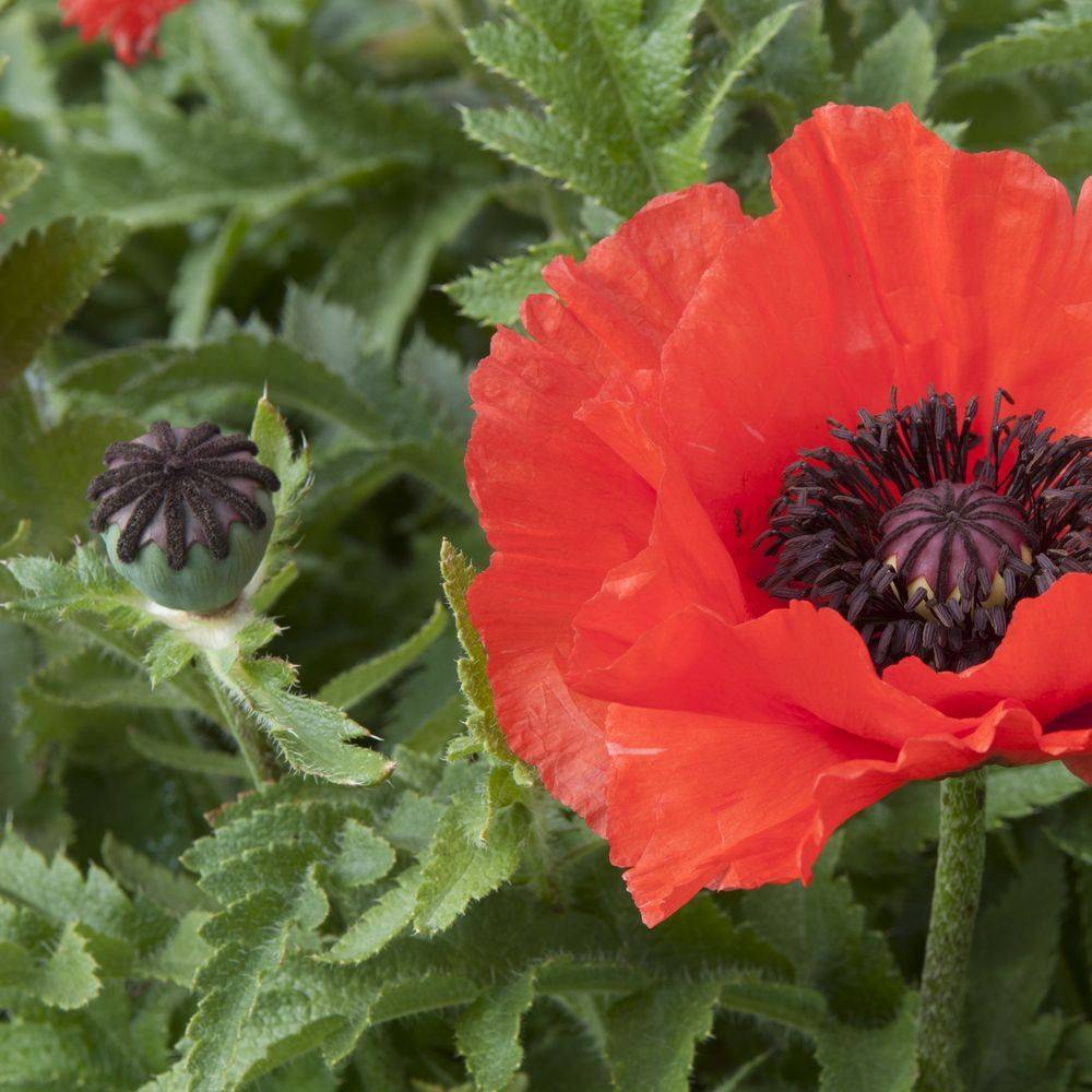 Géranium zonale Moonlight® 'Tumbao' - Haut-de-Gamme et Label Rouge - Image 1