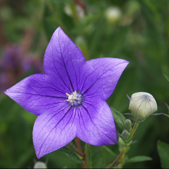 Platycodon grandiflorus 'Astra Blue' - Image 1
