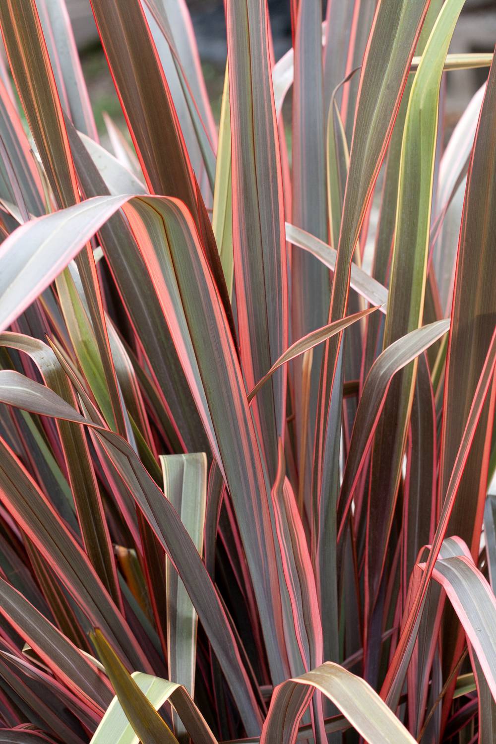 Phormium 'Sundowner'® - Lin de Nouvelle-Zélande