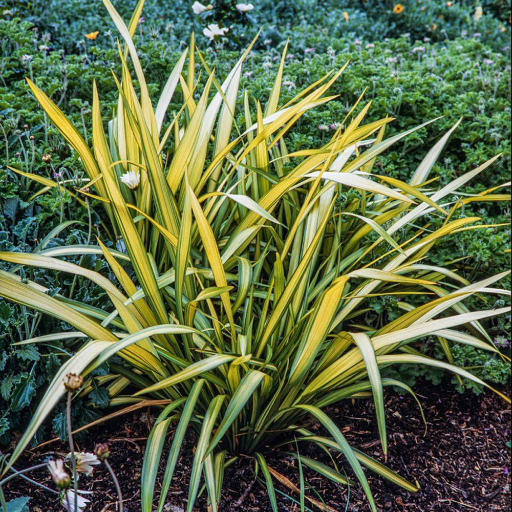Phormium 'Yellow Wave' - Lin de Nouvelle-Zélande - Image 3