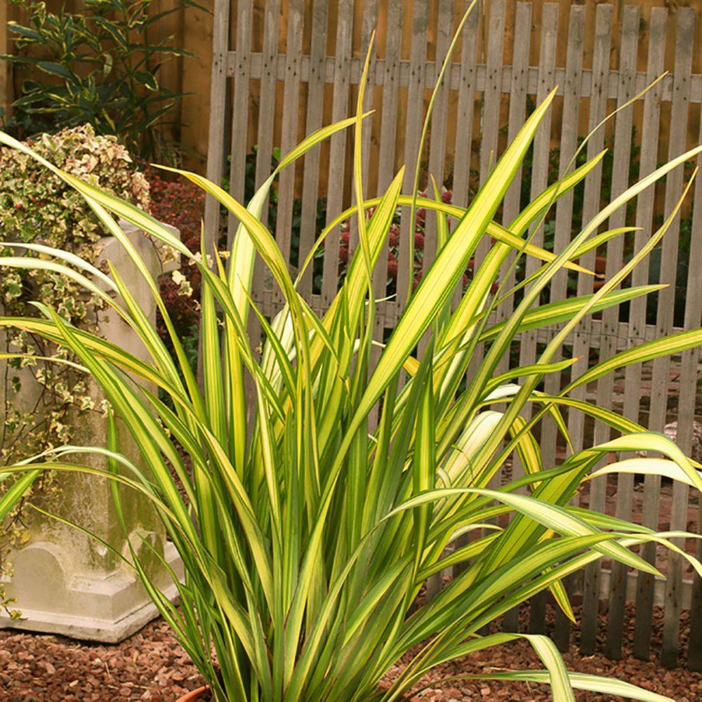 Phormium 'Yellow Wave' - Lin de Nouvelle-Zélande - Image 4