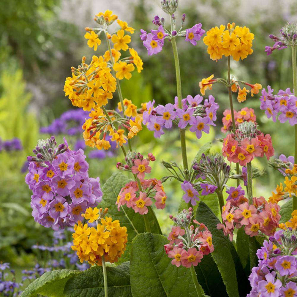 Primula x bulleesiana - Primevère vivace - Image 1