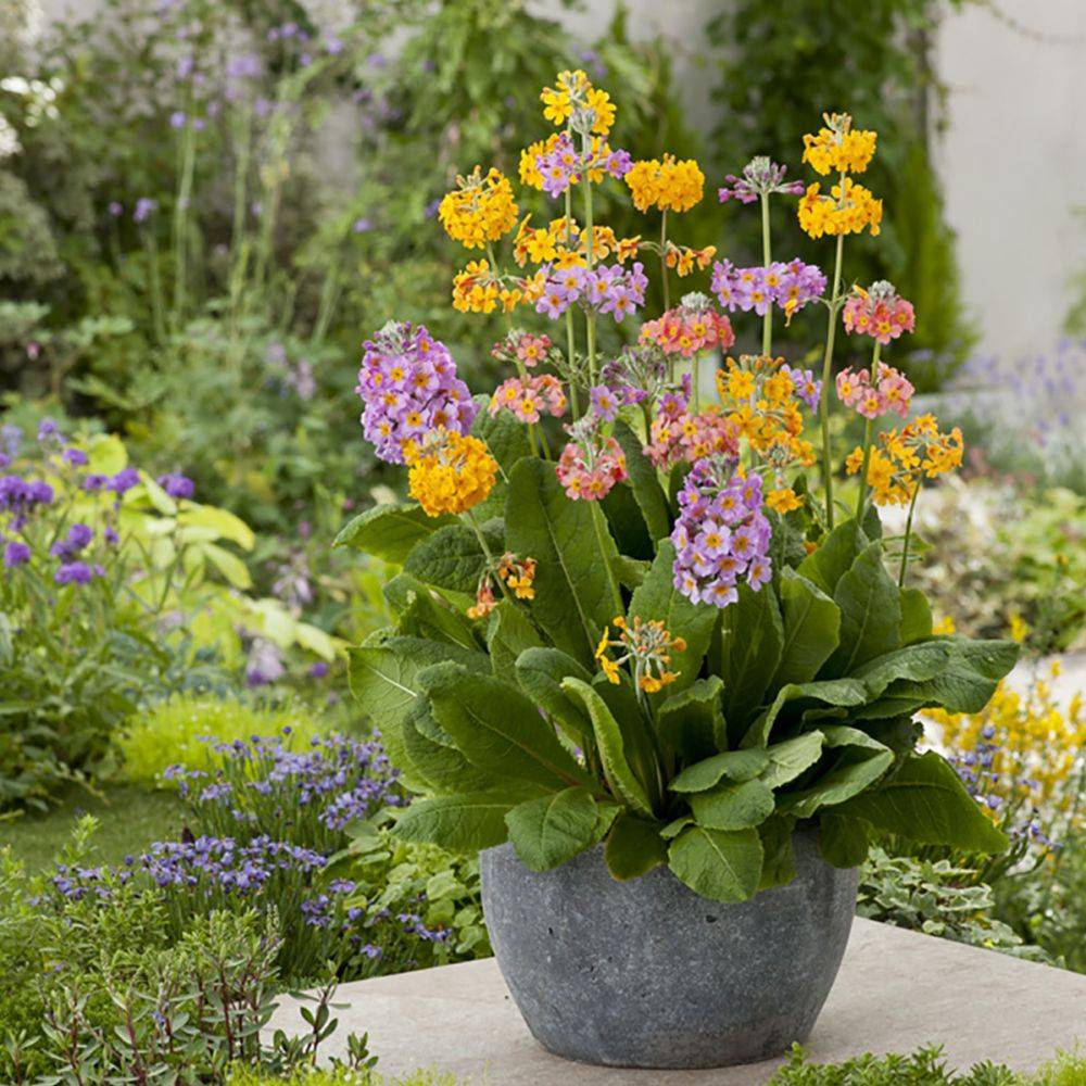 Primula x bulleesiana - Primevère vivace - Image 6
