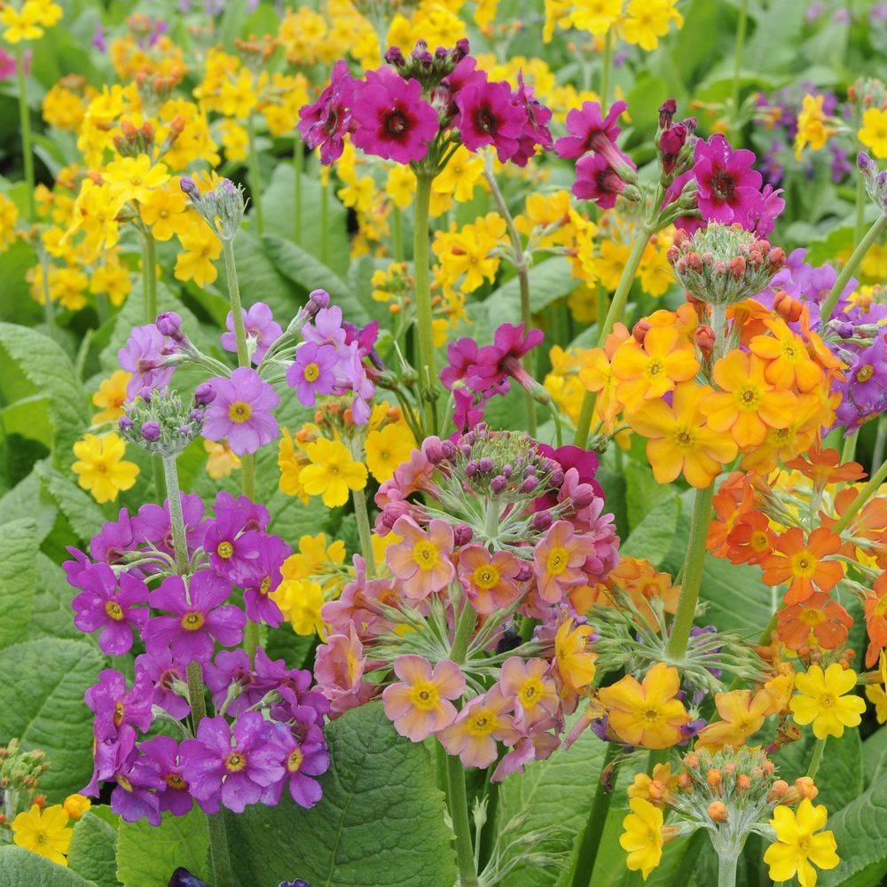 Primula x bulleesiana - Primevère vivace - Image 5