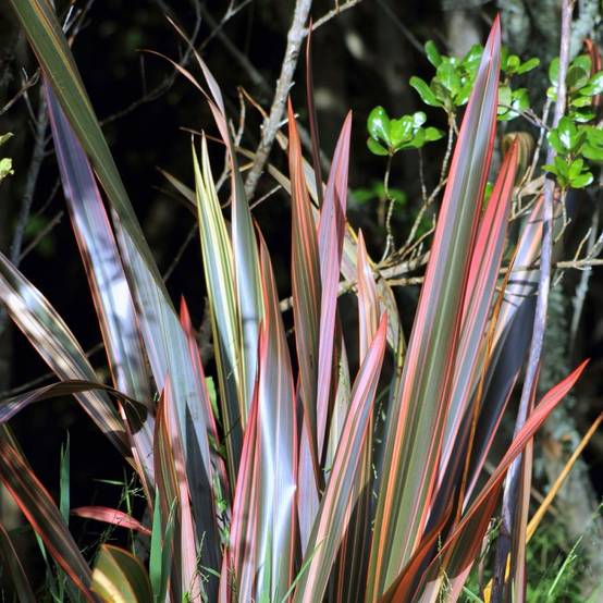 Phormium 'Sundowner'® - Lin de Nouvelle-Zélande - Image 3