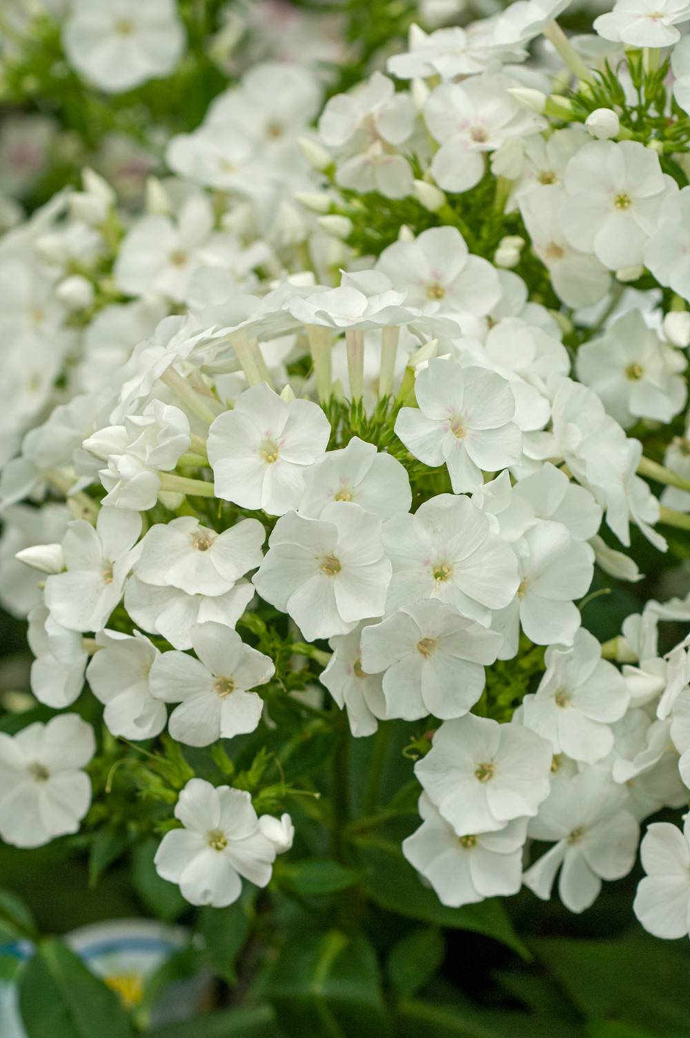Phlox paniculata 'White Eye Flame'