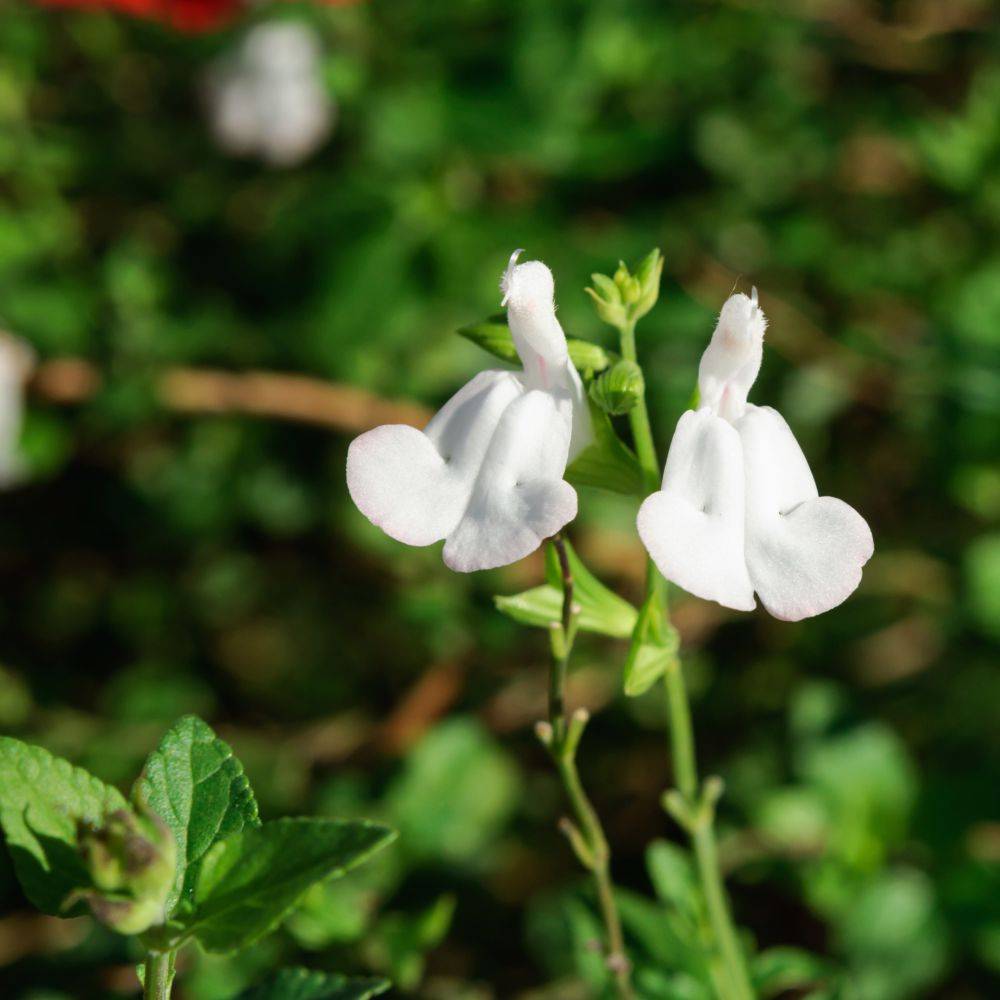 Salvia greggii 'Alba' - Sauge arbustive - Image 2