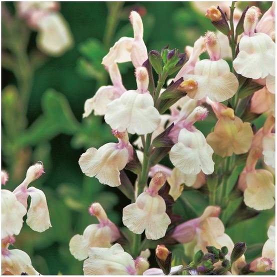 Salvia jamensis 'Melen' - Sauge arbustive - Image 2