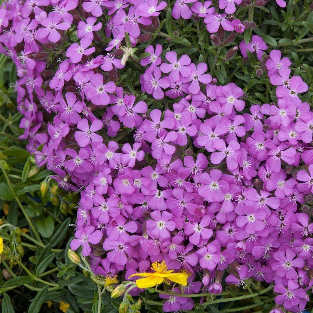 Saponaria 'Bressingham' - Saponaire - Image 3