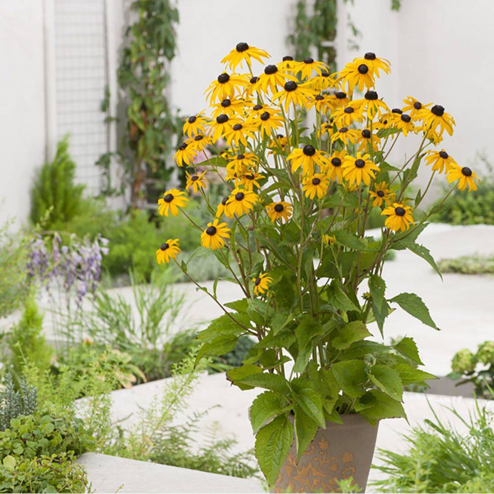 Rudbeckia fulgida 'Goldsturm' - Image 3