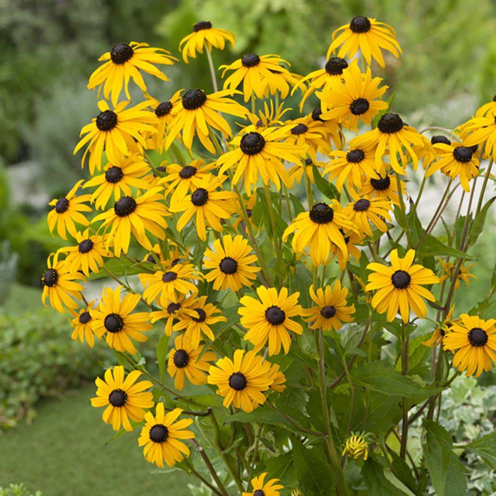 Rudbeckia fulgida 'Goldsturm' - Image 4